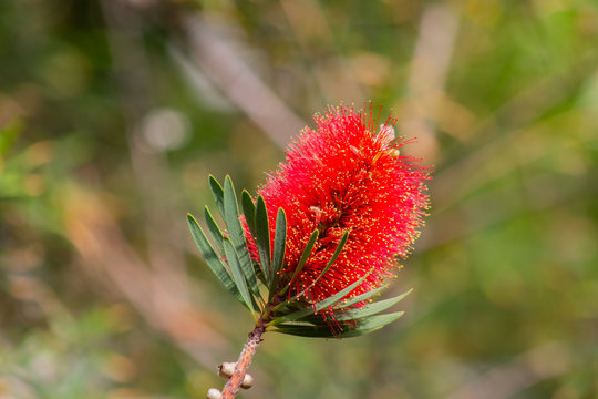 Calistemon (bottlebrush flower)