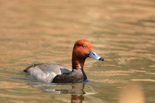 Male redhead duck Aythya americana swimming alone