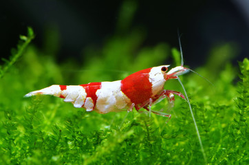 red bee caridina