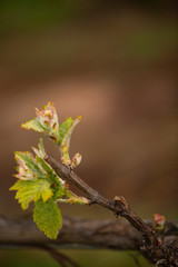 
vine outbreak in Ribeiro, Ourense