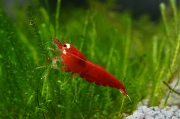 caridina crystal super red
