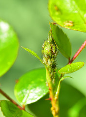 Blattläuse Rose Knospe 
