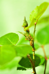 Blattläuse Rose Knospe 