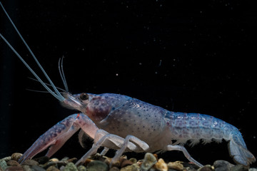 blue crayfish aquarium