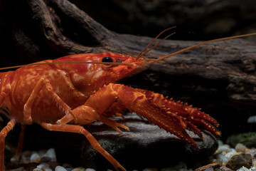 orange aquarium crayfish