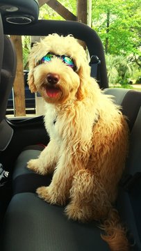 Dog Wearing Sunglasses Sitting In Car