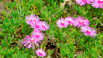 Fototapeta premium luxuriantly growing photinia glabra in May
