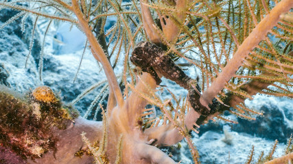 Close up of Sea Horse in coral reef of Caribbean Sea / Curacao