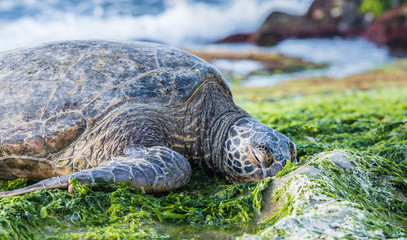 Sea Turtle Resting on the Beach Close Up