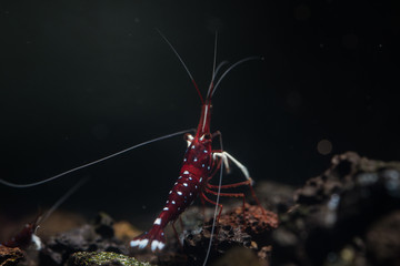 Caridina dennerli Sulawesi srhimp