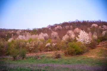 Springtime landscape