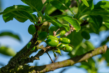 Green unripe plums  on a tree branch close up.