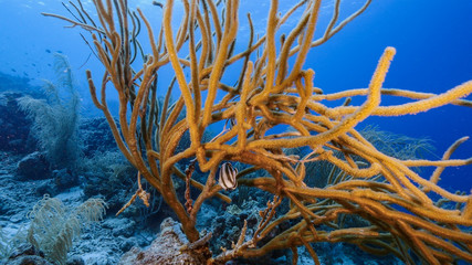 Seascape in turquoise water of coral reef in Caribbean Sea / Curacao with fish, coral and sponge