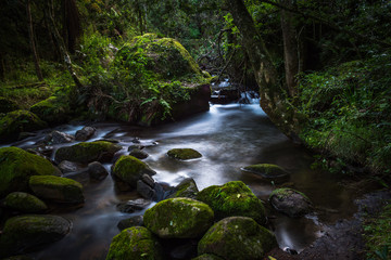 A beautiful stream and green rocks in a dense forest in the central Drakensberg South Africa