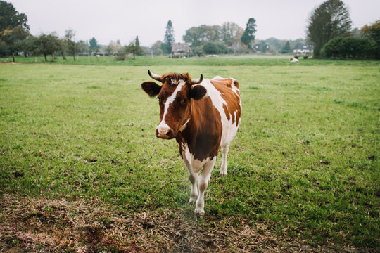 photo of a cow in a green field