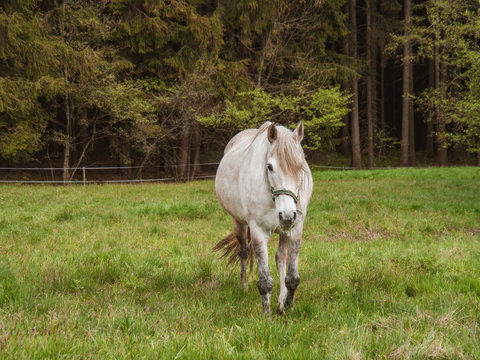 Large white horse close up. Horse standing in a field which his sloping down to the left with some trees as background. The horse is looking to the right of the picture towards the grass.