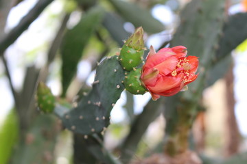 Red flower blooming 