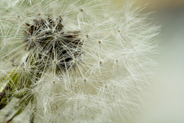 close-up of a dandelion head with dewdrops on a beige background