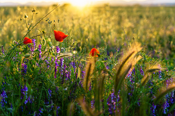 poppy flowers in a field meadow with sunset in the background