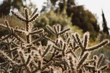 photo of cactus in the wild nature