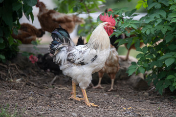 Rooster