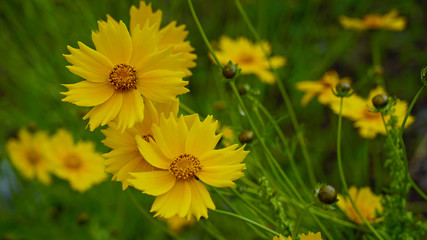 Lance leaved tickseed in May