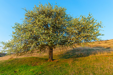 Springtime landscape