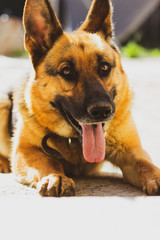 Dog German shepherd