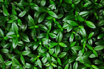 The texture of young foliage on a shrub. Close-up Dense glossy leaves of oblong shape.