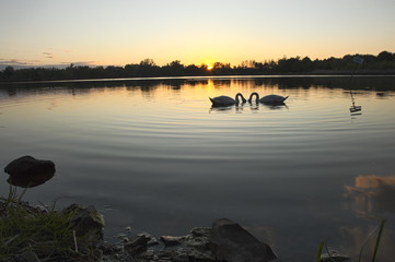 sunset on the lake, swan in the lake