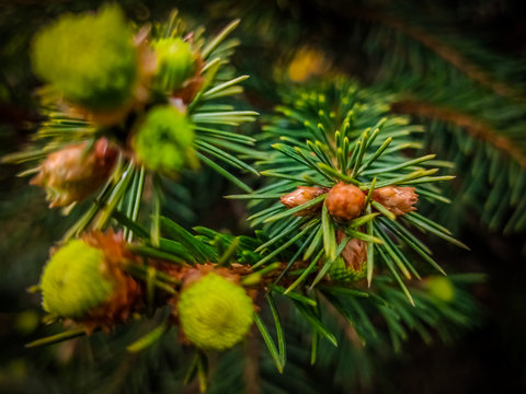 Close Up Of Pine Needles