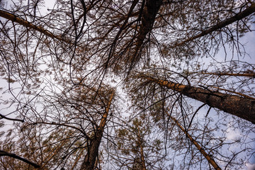 Trees from below in a Forest of Southern Drakensberg South Africa