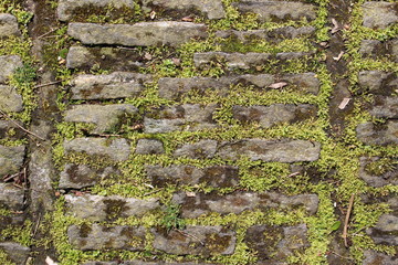 Moss covered cobblestone tiled pavement as a background