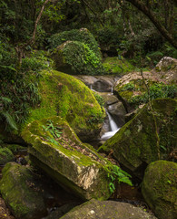 A beautiful stream in a Forest of central Drakensberg South Africa