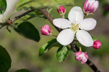 beautiful flower of apple tree in the garden on a branch in spring.