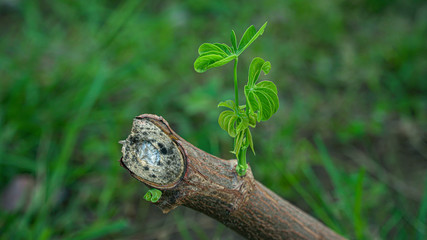 Fresh cassava shoots are growing