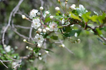 Detail of a flowering tree in a forest