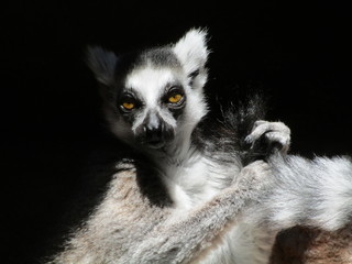 lemur portrait