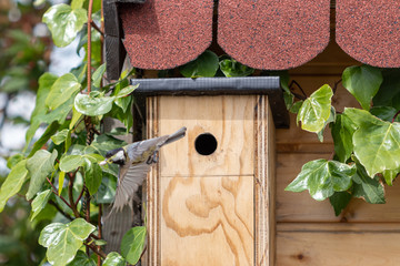 wooden bird house with bird