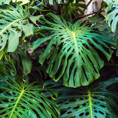 Background of green leaves of beautiful Monstera philodendron plant growing wild in a tropical forest 