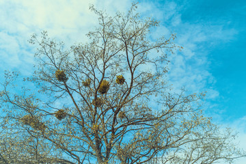 spring landscape with a tree and mistletoe on its branches. a tree with mistletoe against a blue sky.