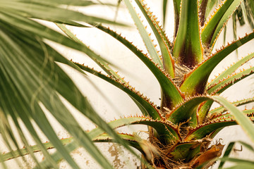 Obraz premium Background of beautiful green palm leaves growing wild in a tropical place with white wall behind