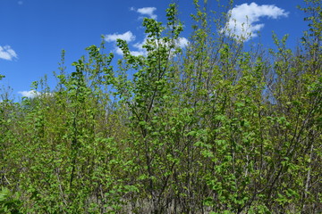 Fototapeta premium Trees. Spring