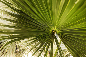 Fototapeta na wymiar Background of beautiful green palm leaves growing wild in a tropical place with white wall behind