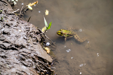 river gray frogs in the river bask in the sun