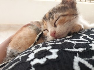 cat sleeping on the pillow
