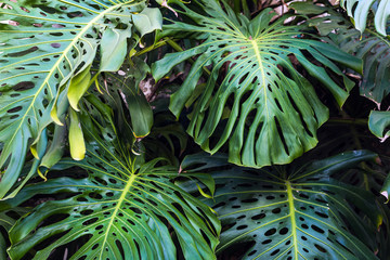 Background of green leaves of beautiful Monstera philodendron plant growing wild in a tropical forest  © Ana BG