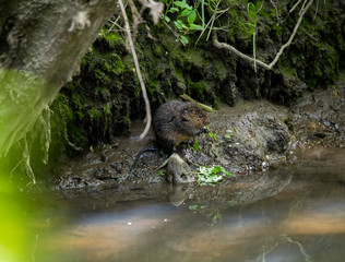 otter water rat in a forest river in vivo