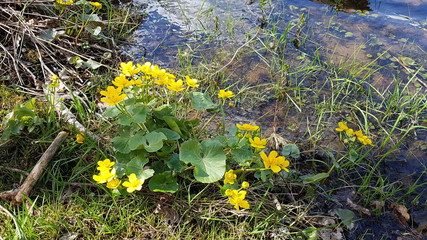 Caltha forest blooming with yellow flowers by the pond on a sunny May day