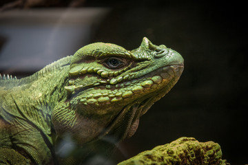 La mirada del dragón (Iguana)
